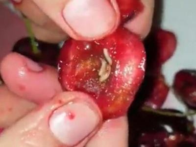Viral video of maggot-infested cherries hits Hong Kong fruit sales