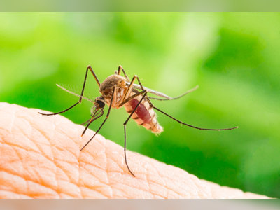 Dengue case confirmed in Cayman Islands resident
