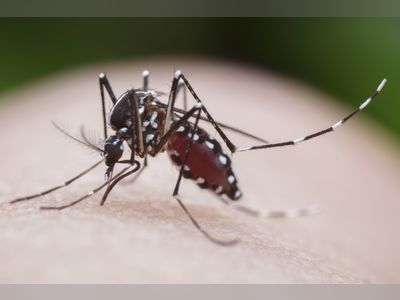 Six dengue cases reported