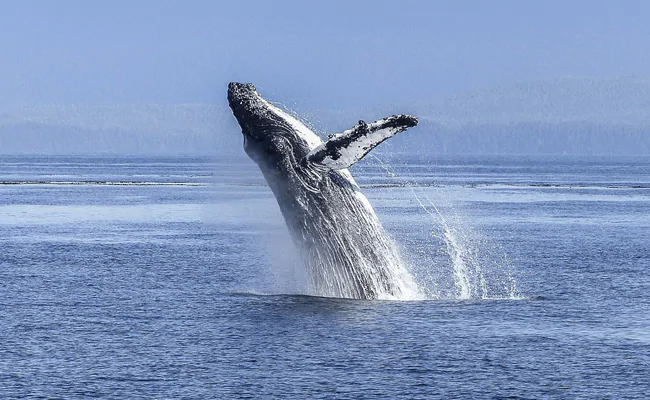 Swallowed And Spat Out By A Humpback Whale. He Describes Those 30 Seconds
