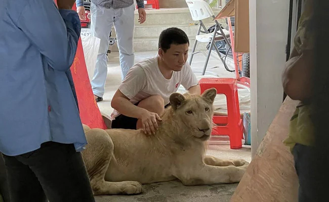 Pet Lion Of Chinese Owner Confiscated In Cambodia