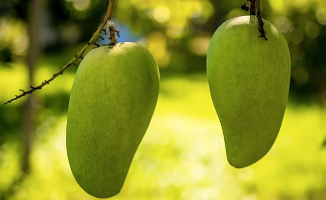 US, China Decline Pakistan's "Mango Diplomacy", Send Back Fruit Souvenirs