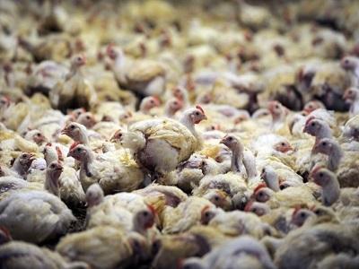 Saudi Arabia Poultry Market to Witness Steady Growth till 2026
