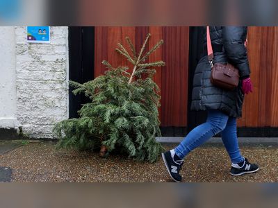 Christmas tree shortage and price warning as sellers hit by labour and supply chain issues