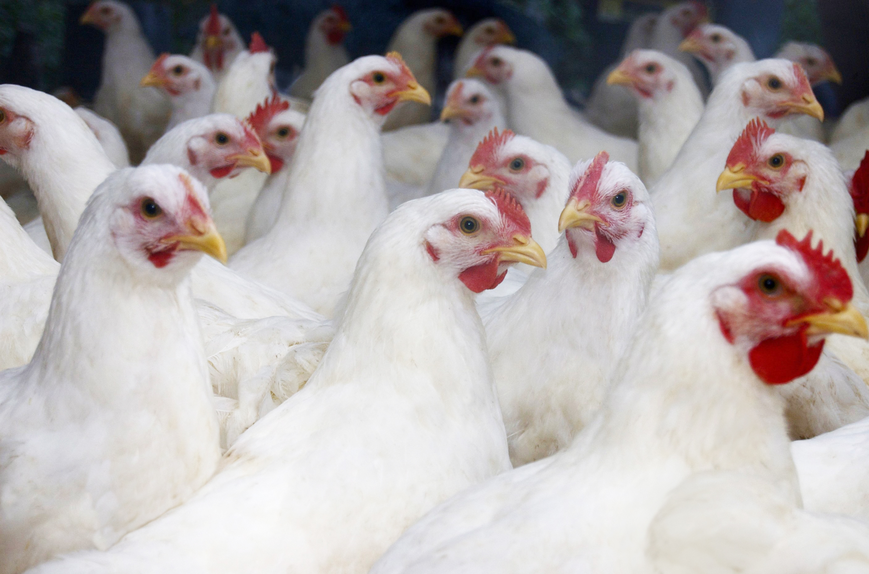 Saudi Arabia offers 15 investment opportunities for poultry projects in Al Madinah