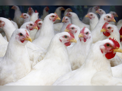 Saudi Arabia offers 15 investment opportunities for poultry projects in Al Madinah
