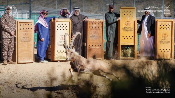 15 endangered mountain ibexes released in Saudi Arabia’s Soudah reserve