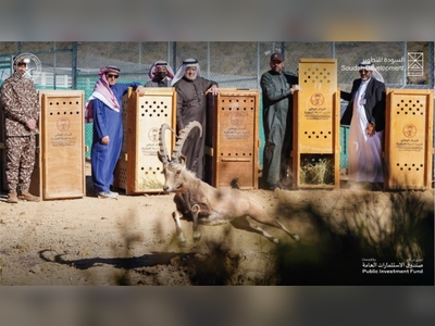 15 endangered mountain ibexes released in Saudi Arabia’s Soudah reserve