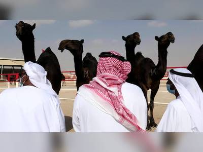 In UAE desert, camels compete for crowns in beauty pageant
