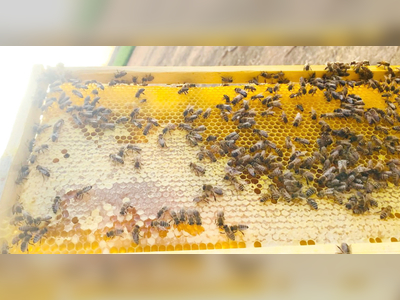 Saudi mother-of-six finds sweet success with her ‘kingdom of bees’