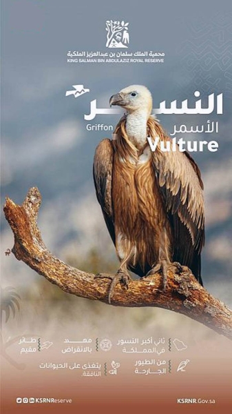 Griffon Vulture takes King Salman Bin Abdulaziz Royal Reserve as a safe haven