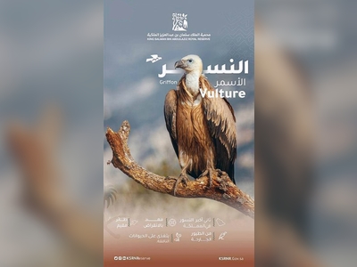 Griffon Vulture takes King Salman Bin Abdulaziz Royal Reserve as a safe haven