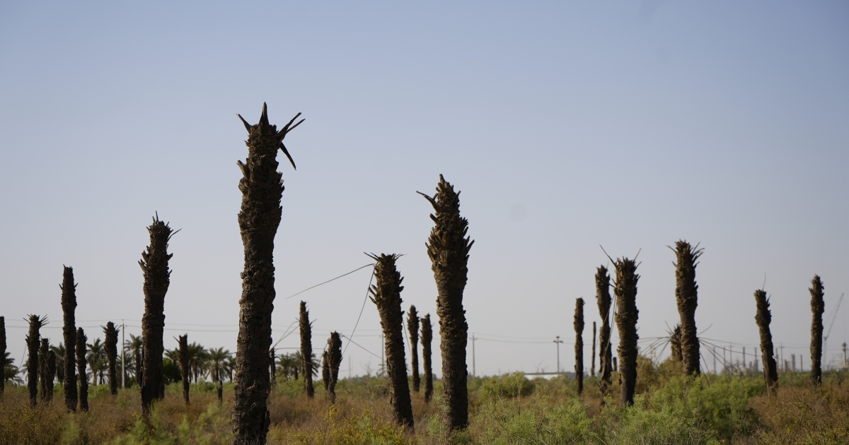 From palm trees to homes: Iraqi agricultural land lost to desert