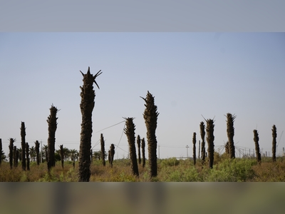 From palm trees to homes: Iraqi agricultural land lost to desert
