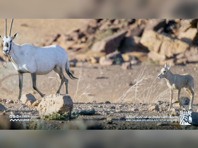 King Salman Reserve witnesses birth of Arabian Oryx for first time in 90 years