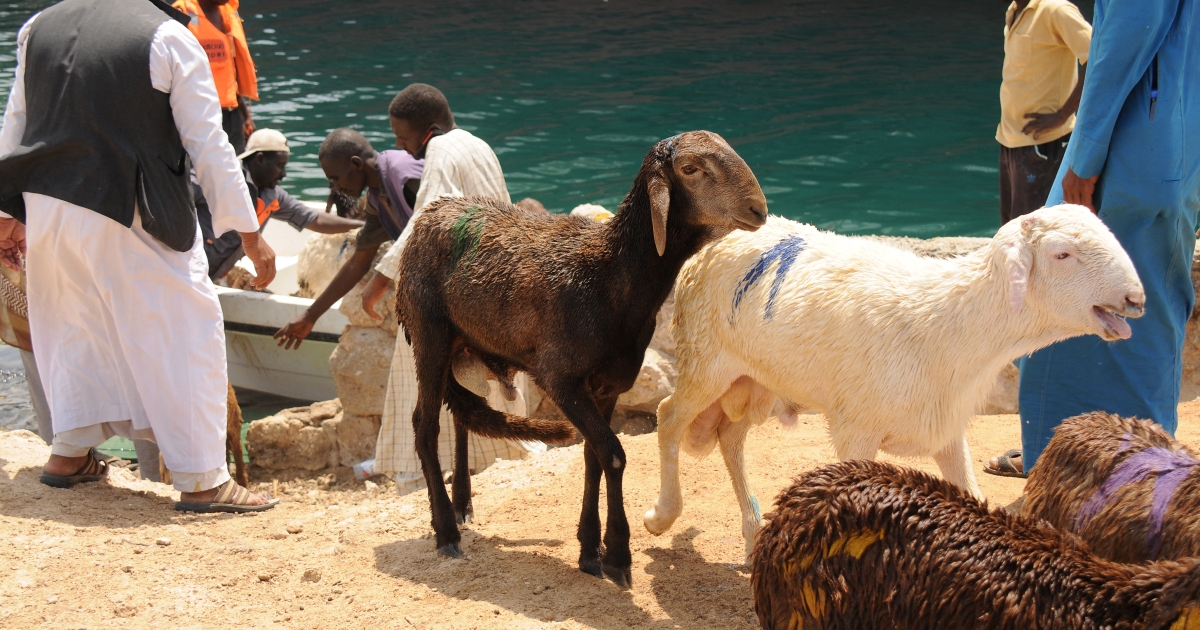 ‘Could have been rescued’: 15,000 sheep drown in Sudan port