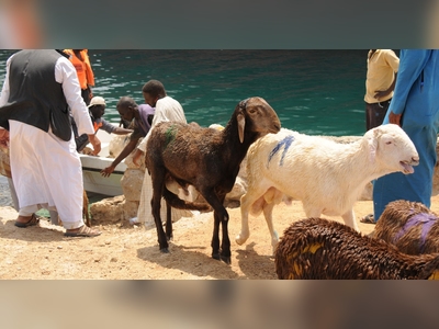 ‘Could have been rescued’: 15,000 sheep drown in Sudan port