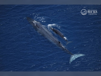 NCW finds a rare whale in the Red Sea