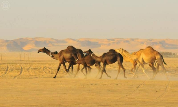 MEWA to prevent entry of camels at holy sites during Hajj