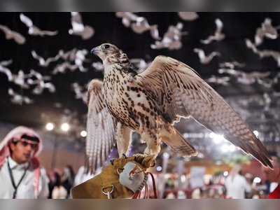 King Abdulaziz Royal Reserve participates in Saudi international falconry event