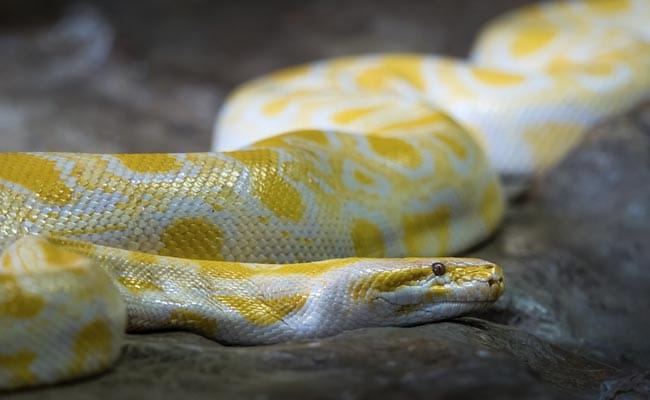 Hunting Pythons In Florida, For Profit And Therapy