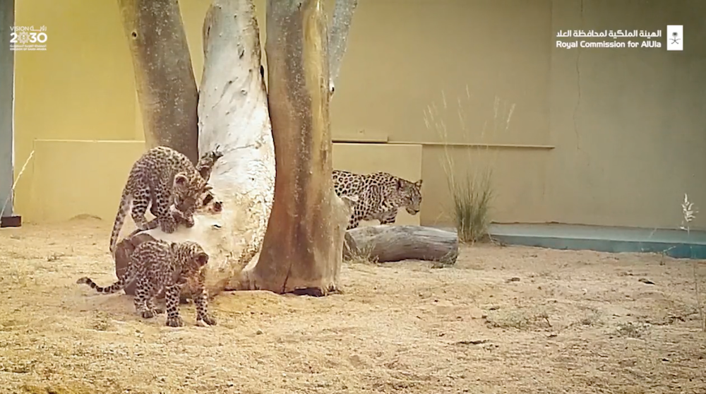 RCU announces birth of Arabian leopard cubs, US embassy offers congratulates