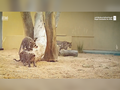 RCU announces birth of Arabian leopard cubs, US embassy offers congratulates
