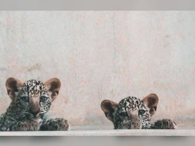 AlUla welcomes two Arabian Leopard cubs