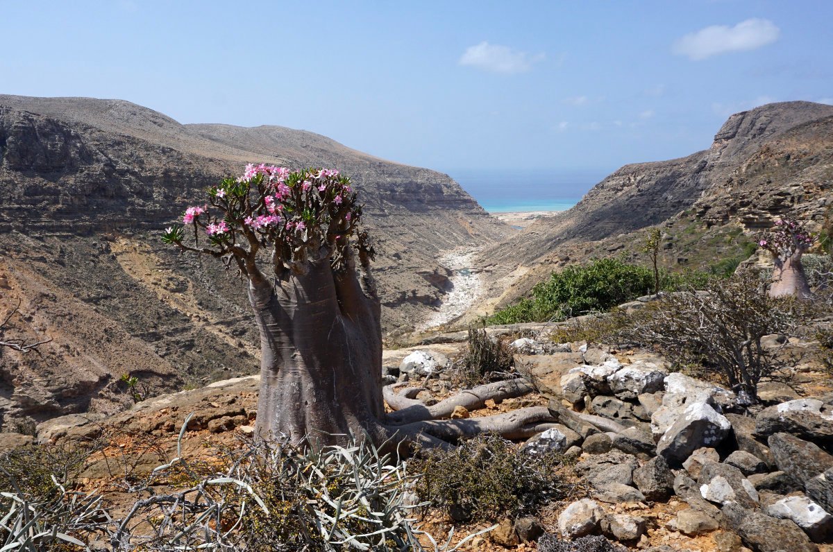 Yemeni authorities foil smuggling of rare plant seeds out of Socotra