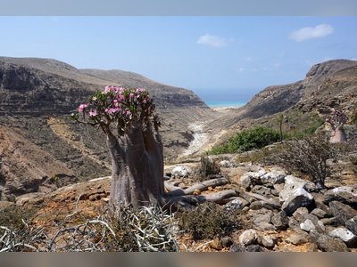 Yemeni authorities foil smuggling of rare plant seeds out of Socotra
