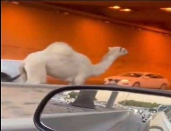 Motorists confused as camel runs berserk on busy Riyadh road