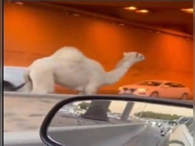Motorists confused as camel runs berserk on busy Riyadh road