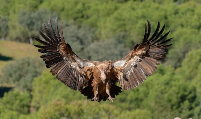 King Salman bin Abdulaziz Royal Reserve Development Authority to protect griffon vultures