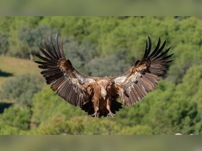 King Salman bin Abdulaziz Royal Reserve Development Authority to protect griffon vultures