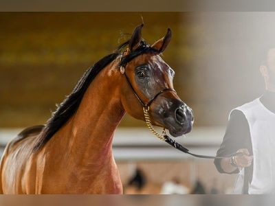 Riyadh’s Arabian Horse Festival kicks off with top breeders