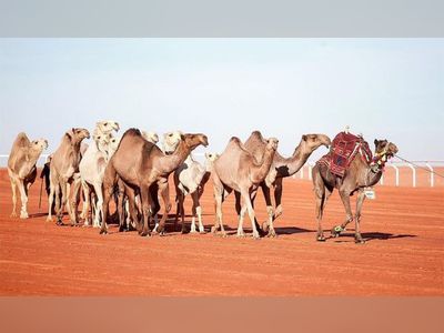 Camel race named after Princess Nourah bint Abdulrahman