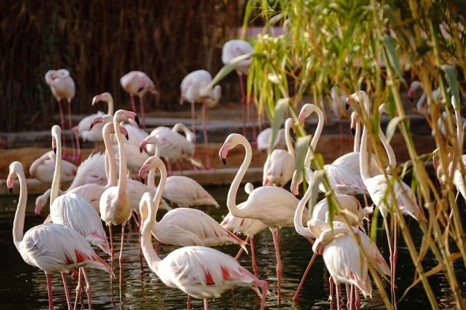 Visit Riyadh Zoo for a truly wild experience