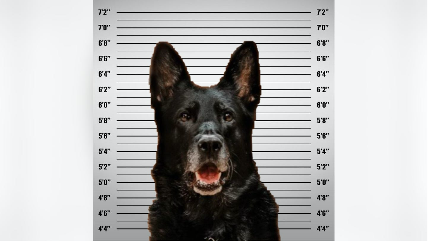 Michigan K-9's mugshot goes viral after police accuse pup of stealing officer's lunch