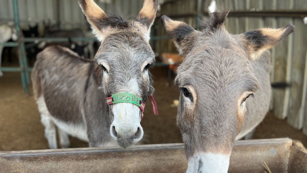The UK charity helping Holy Land donkeys