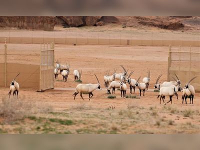 Saudi Arabia releases more than 1,500 endangered animals in AlUla