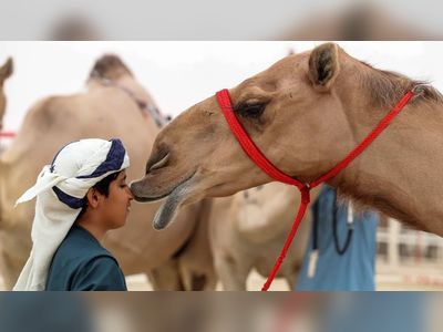Beauty queens of the desert steal the show at Saudi Arabia’s King Abdulaziz Camel Festival