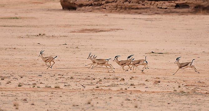 Arabian Leopard Day: Release of oryx, gazelles and ibex paves way for big cat’s return to AlUla