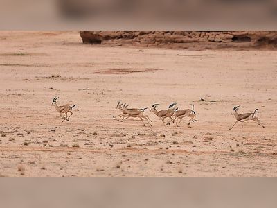 Arabian Leopard Day: Release of oryx, gazelles and ibex paves way for big cat’s return to AlUla
