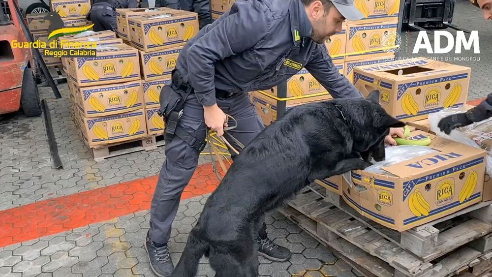 Italian police dogs find 2,700kg of cocaine hidden in banana crates