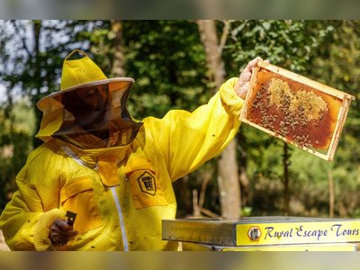Honey as a Remedy for Seasonal Allergies: What Does Science Say?