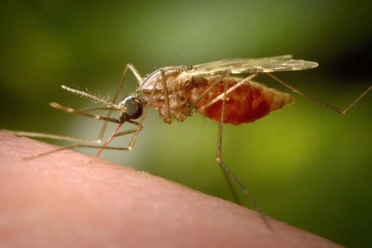 יותר ממחצית אוכלוסיית העולם נמצאת בסיכון למחלות שנגרמות על ידי יתושים